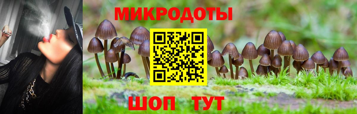 Галлюциногенные грибы Psilocybe Сердобск